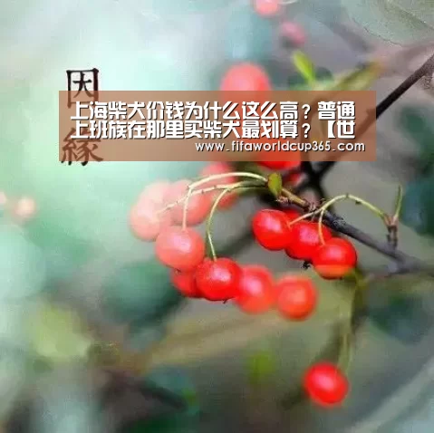 上海柴犬价钱为什么这么高?普通上班族在那里买柴犬最划算?【世界杯买球app】(图3) 世界杯买球
