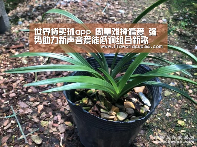 世界杯买球app_周董难掩偏爱 强势助力新声音爱徒低调组合新歌(图1) 世界杯买球官网